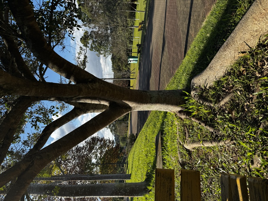 Caminho arborizado do Espaço Elion